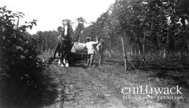 View of two Chinese men with horse drawn wagon spraying row of hops